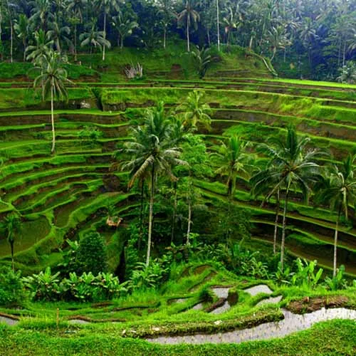Balinese Nature