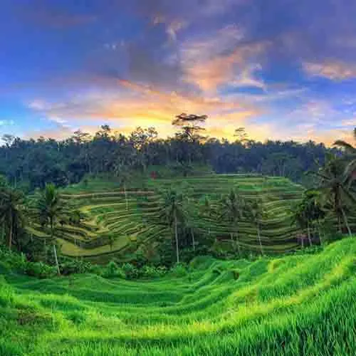 Things to Do in Ubud and Kintamani Areas
